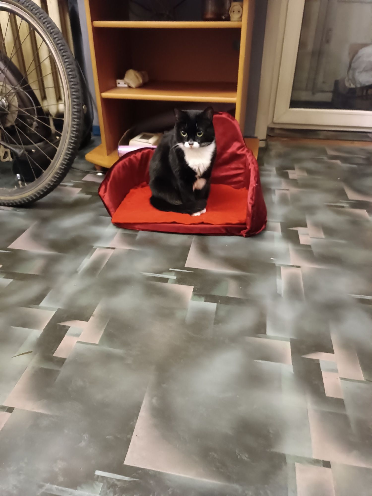 Передержка котов
