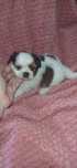 Shituzu macho de exelente linhagem