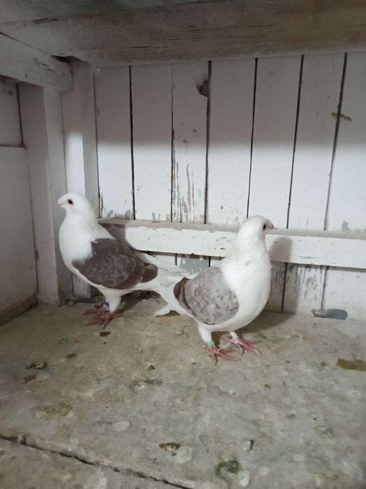 Sprzedam śląskie tarczowe