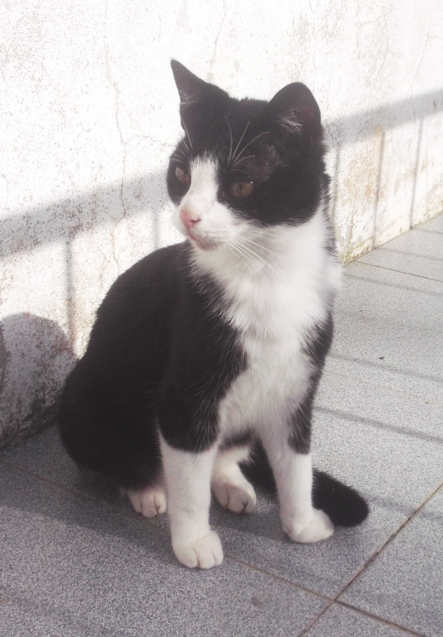 Dou gatinha jovem com 2 anos - esterilizada