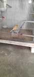 Vendo várias aves por desistência de hoby