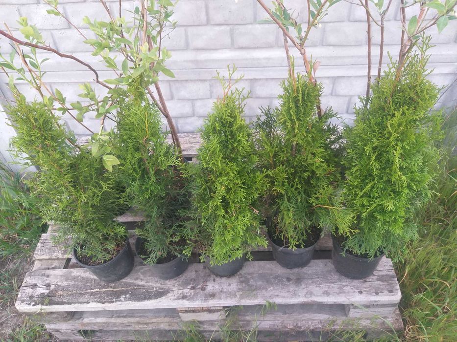 Thuja szmaragd smaragd