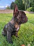 * Buldog Francuski * gotowy do odbioru Teo