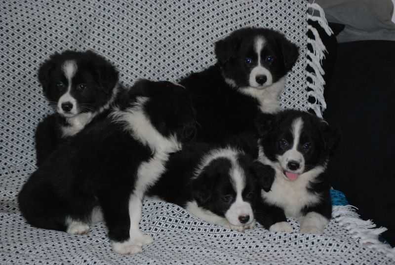 Piesek Border Collie czarno-biały gotowe do odbioru.