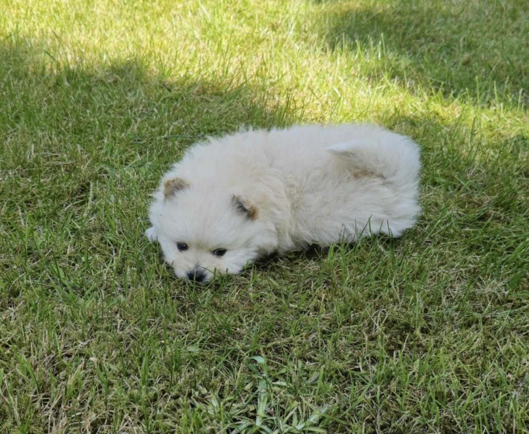 pomeranian, szpic miniaturowy biała suczka