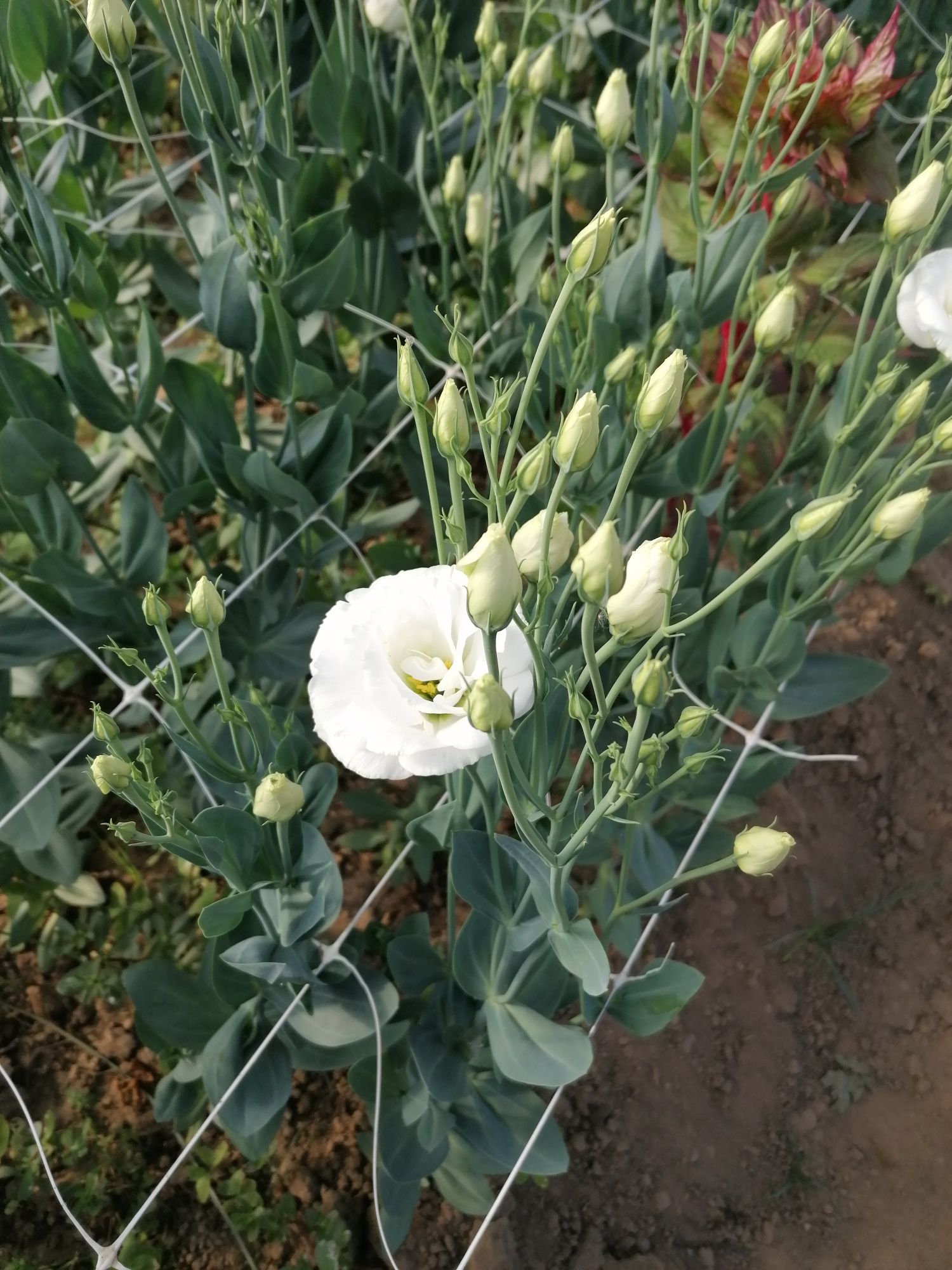 Flores de corte -