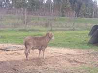 carneiro merino cornudo