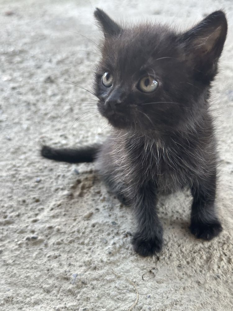 Кошенята безкоштовно