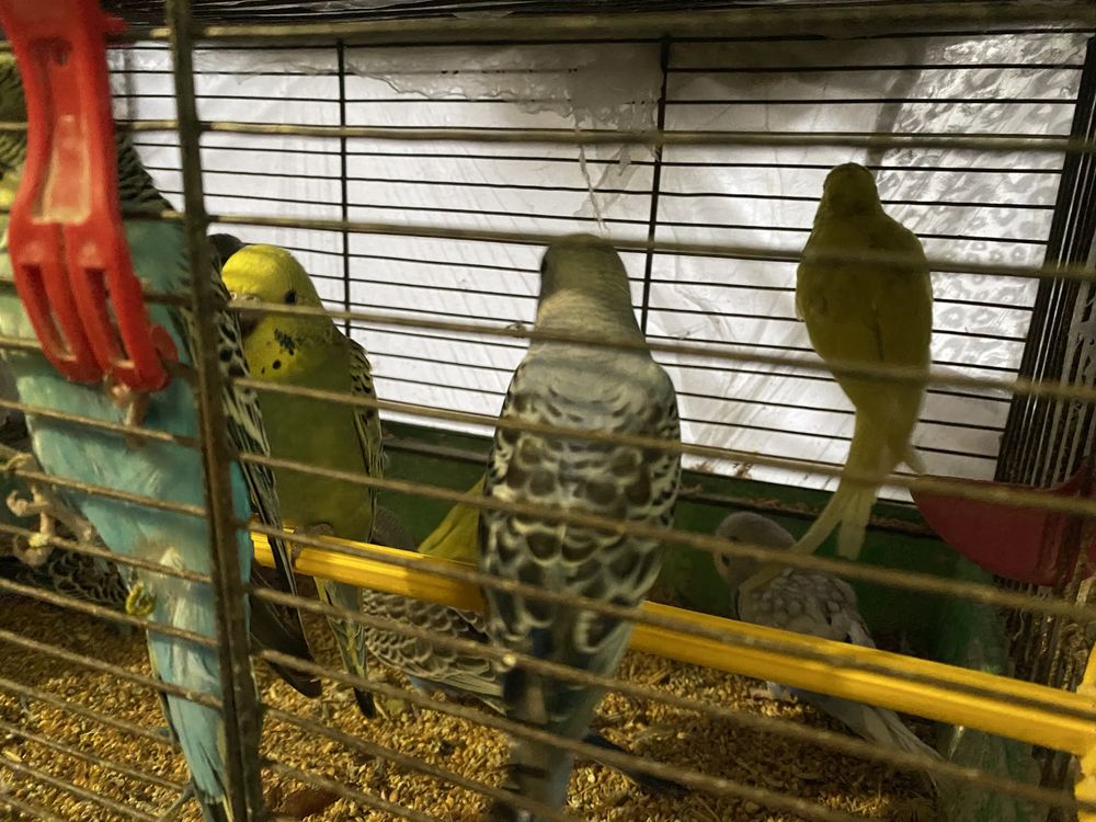 Волнистые попугаи, обычные, Чехи, Получехи ОТ 1 месяца