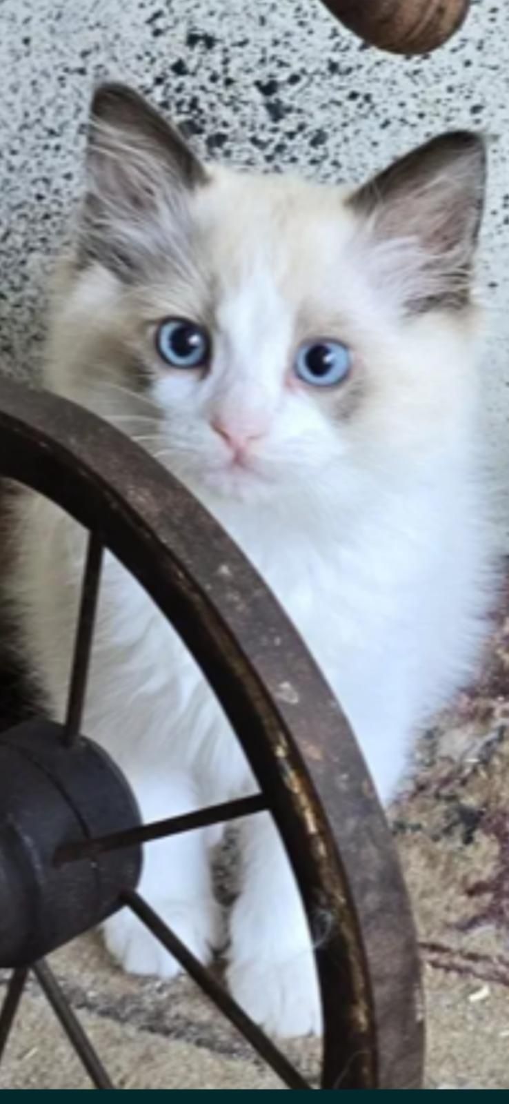 Ragdoll kotka 3 msc