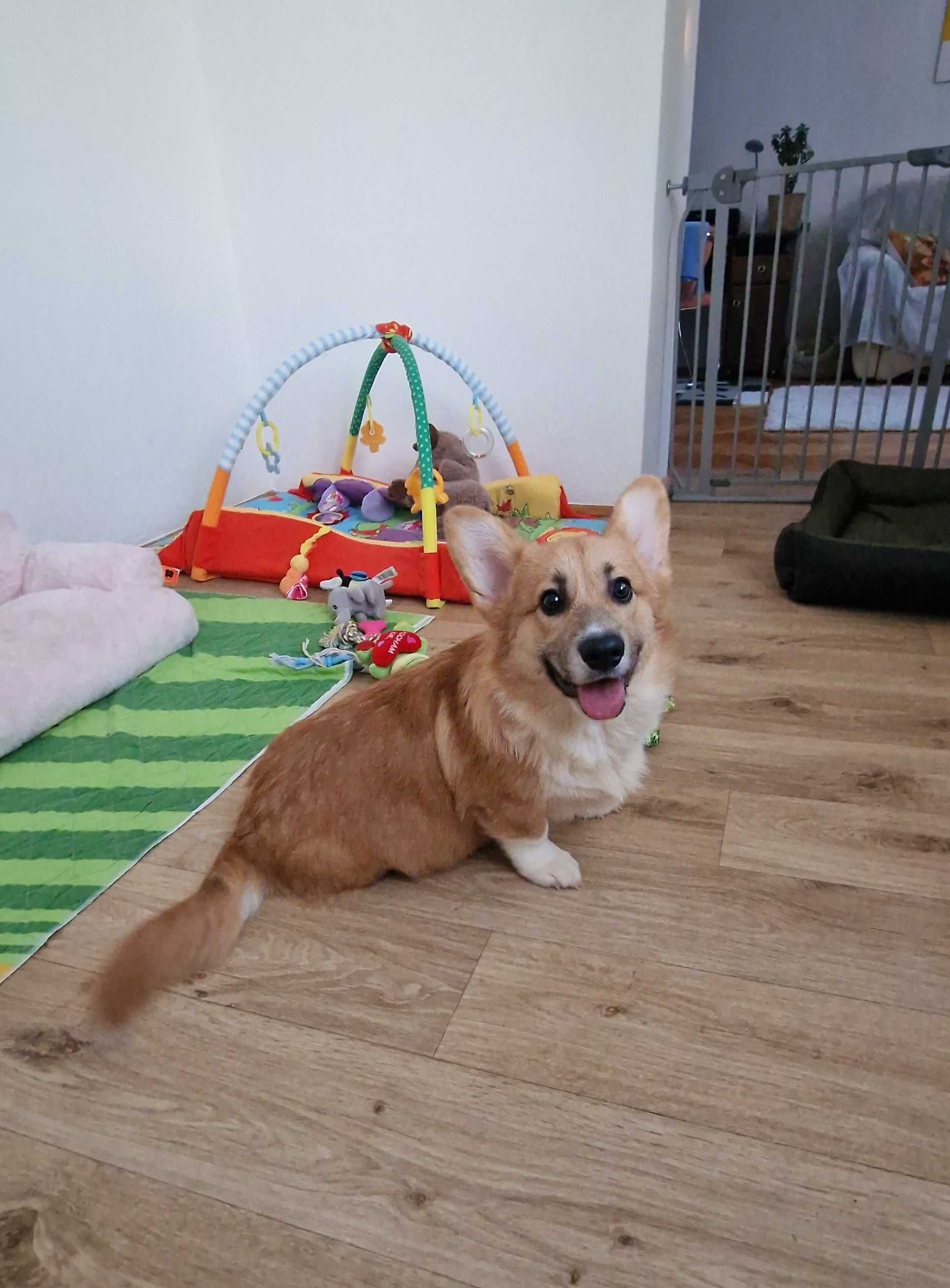 Welsh Corgi Pembroke,  piesek z długim ogonkiem