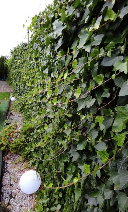 Szybki Żywoplot Bluszcz Hedera Helix
