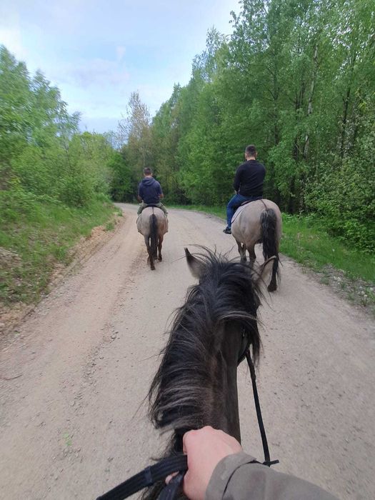 Konik polski klacz programowa źrebna