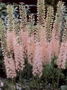 Эремурус Бунге (желтый)  и Ольги (розовый)