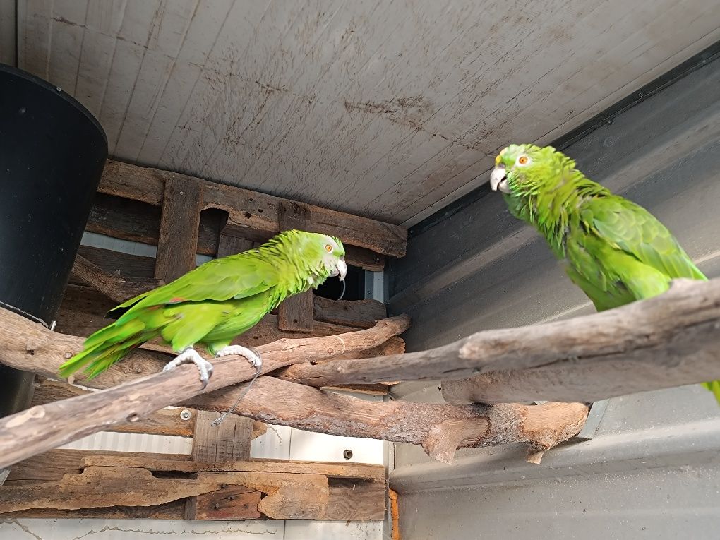 Casal Amazonas auropaliata  2018
