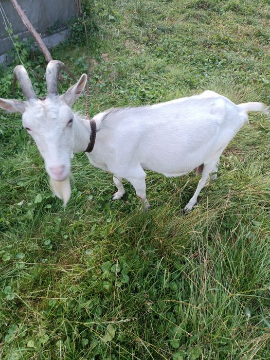 Sprzedam dwie kozy