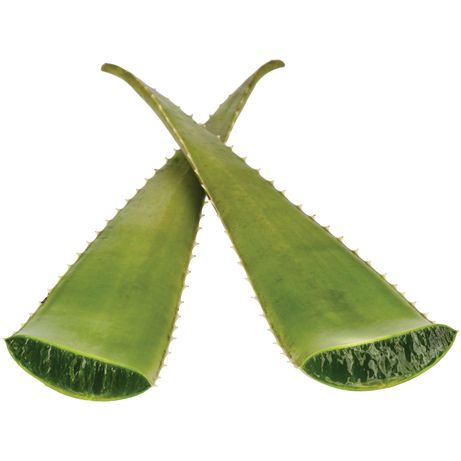 Aloe vera (folhas)