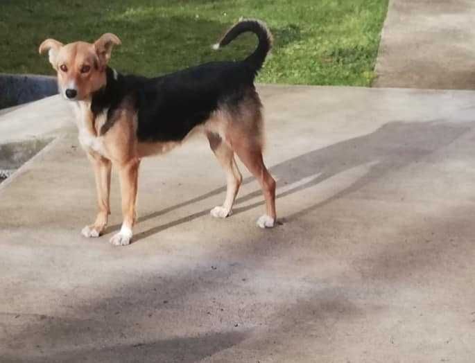 Прилаштовуються собачки