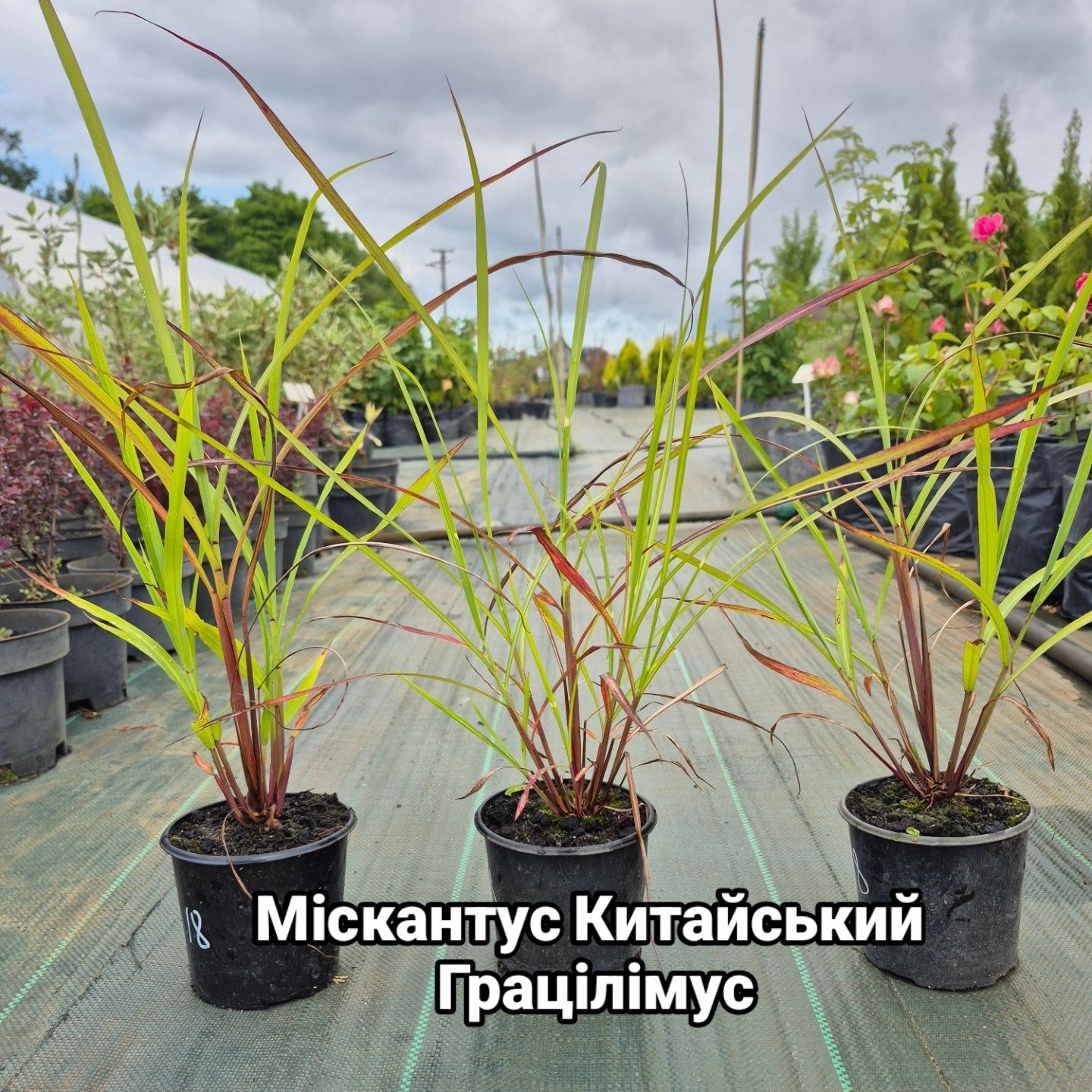 Гліцинія фіолетова, Спірея, Самшит, Лагурус, Ячмінь Гривастий