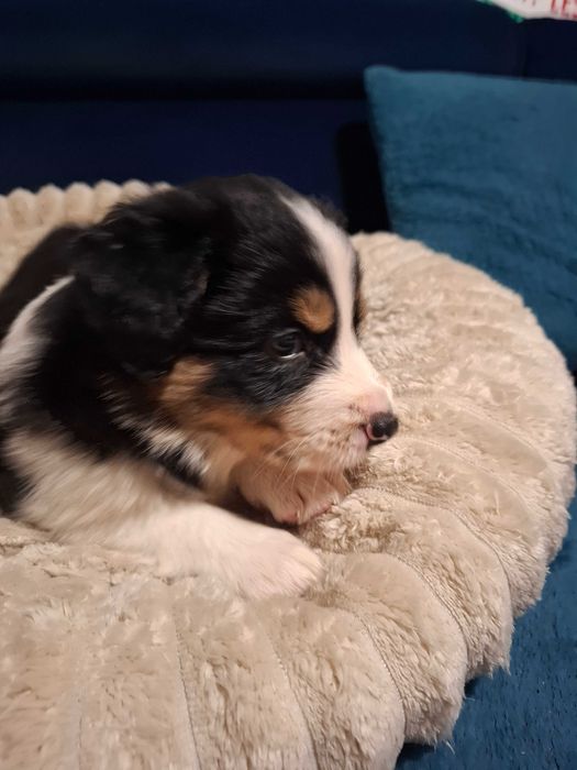 Border Collie Szczeniak black tri color