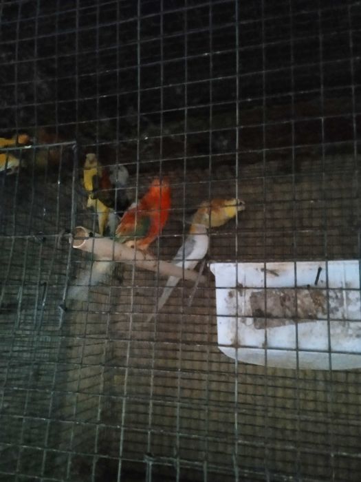 Red rumpds opalinos laranja e azuis