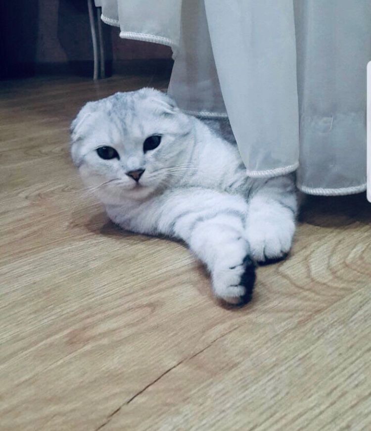 Шотландські кошенята/Scottish fold/straight