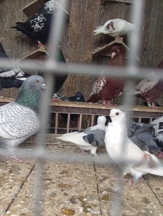 Ryś Polski mewka Polska garlacze