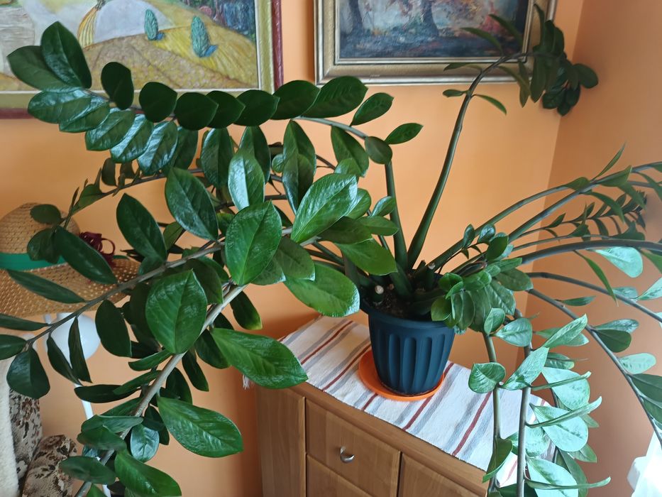 Kwiat donniczkowy.Zamiokulkas.