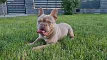 Buldog Francuski Isabell New Shade