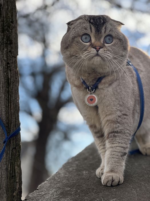 Скотишь фолд приглашает на вязку