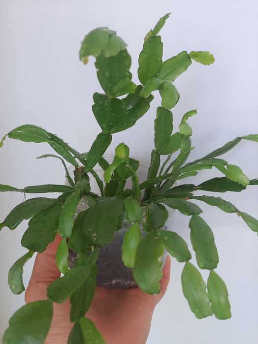 Кімнатні рослини