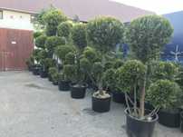 Bonsai tuja formowana