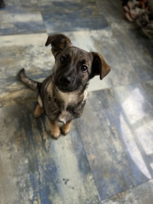 Цуценя дівчинка 4 місяці