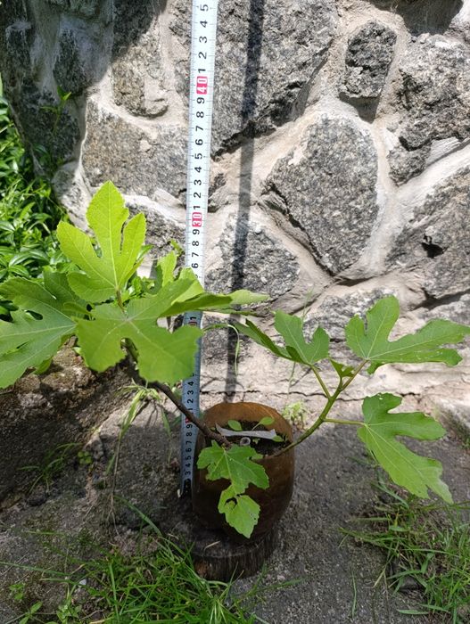 Інжир Поморійський 6 , Брунсвік / Саженці  /Инжир Поморийский6