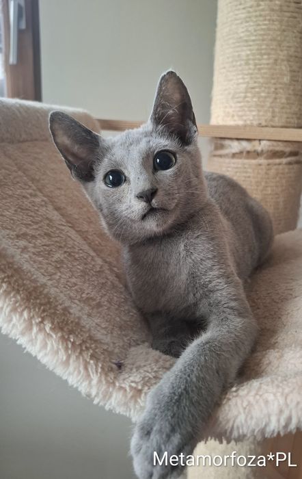 Kocurek rosyjski niebieski - gotowy do odbioru