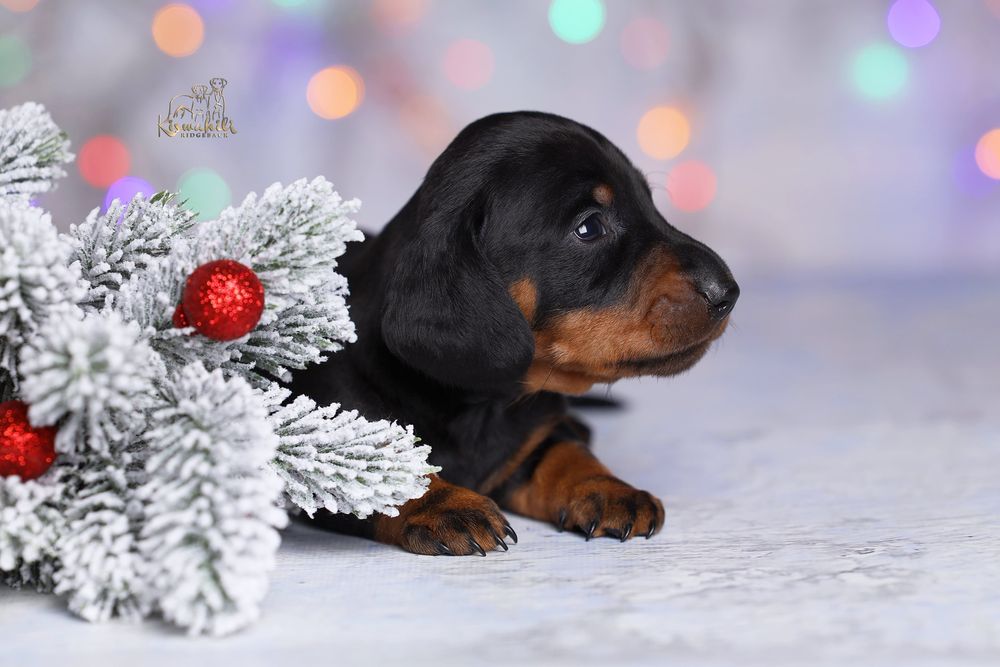 Такса мініатюрна гладкошерста