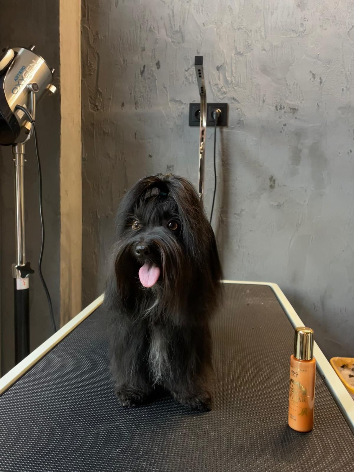 Groomer SPA DLA PSA fryzjer dla psów, psi fryzjer Wrocław Legnicka21