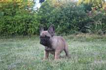 PABLO - Buldog Francuski