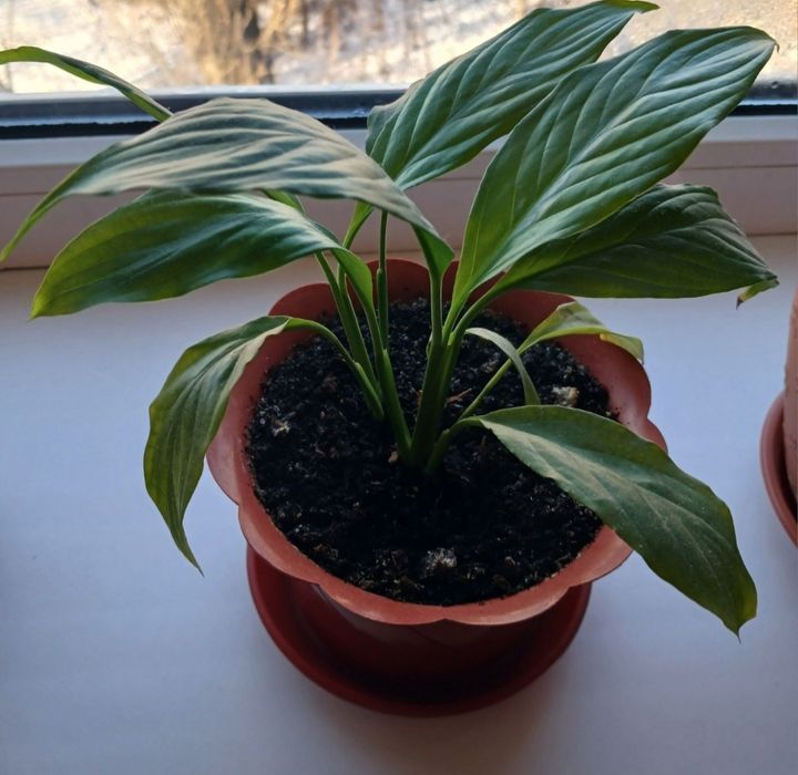 Кімнатні рослини різні