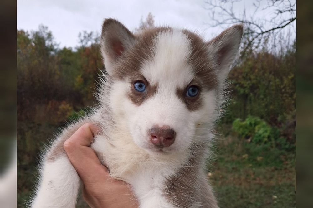 Блакитноокі сибірські хаскі — хлопчик і дівчинка