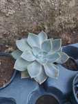 Suculenta em vaso