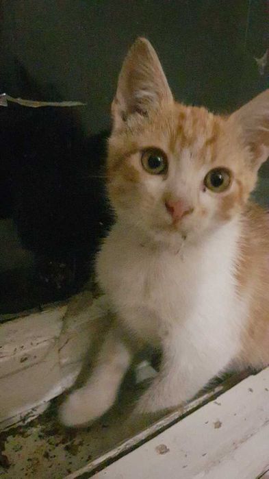 Отдам бесплатно рыжего котенка, возраст 3 - 3,5 мес.