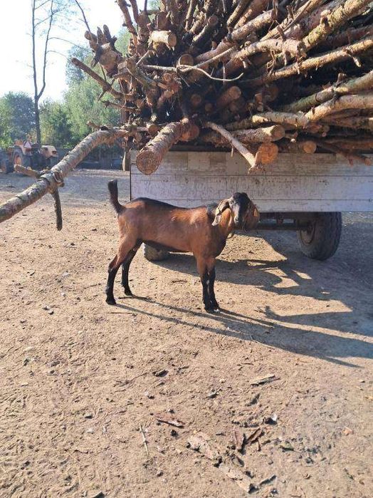 Koza kozy cap anglonubijski