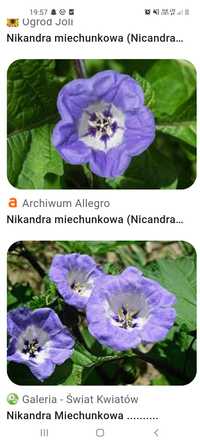Niebieskie kwiaty -Nikandra miechunkowa