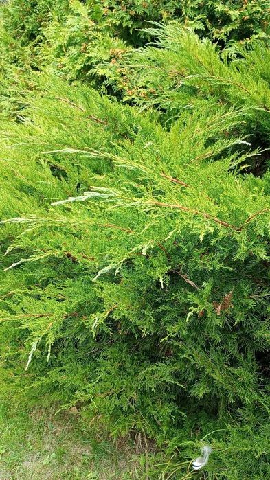 jałowiec niekłujący tuja gałęzie 3 kg stroisz na wianki stroiki