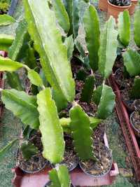 Pitaya, plantas enraizadas