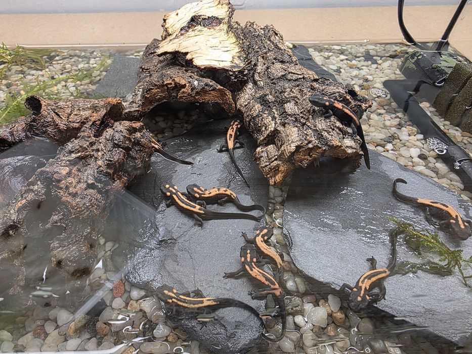 Rarytas Laotriton laoensis CB25 dla koneserów