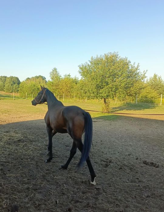 Sprzedam ogiera małopolskiego