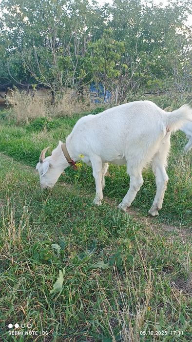 Молодые козочки.