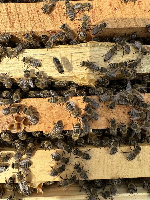 Бджолопакети карпатської породи